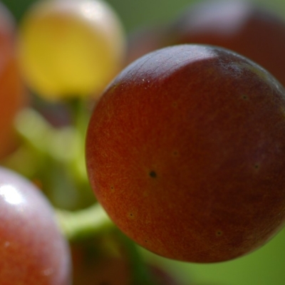 roter Gutedel ANT 0487